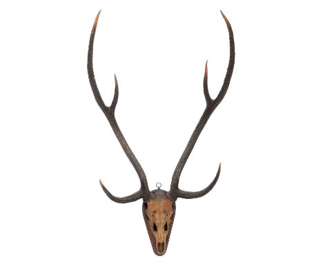 Antlers/Horns: Axis Deer or Chital (Axis axis), circa 1855, India, adult buck antlers on cut upper skull, eight points (4+4),