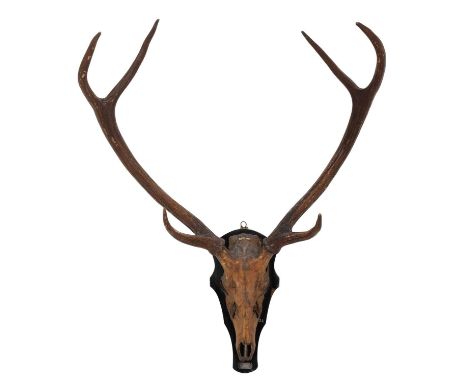 Antlers/Horns: Indian Sambar (Cervus unicolor niger) dated 1868, Wurdwan Valley, Kashmir, Northern India, adult stag antlers 