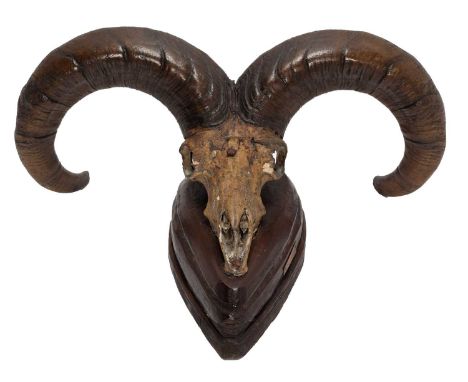 Antlers/Horns: Blue Sheep or Bharal (Pseudois nayaur nayaur), circa 1855, Northern India, Rowland Ward Record Class, large ad