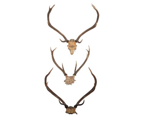 Antlers/Horns: Three Sets of Scottish Red Deer Antlers (Cervus elaphus), circa 1901, a set of young adult Red Deer antlers on