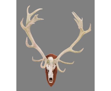 Antlers/Horns: European Red Deer (Cervus elaphus), circa mid-late 20th century, a large set of weathered adult stag antlers o