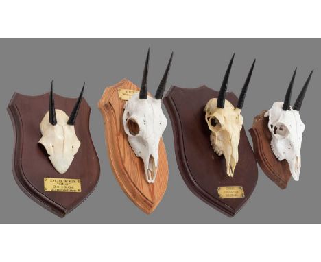 Antlers/Horns: Common Duiker &amp; Oribi Game Trophies, dated 2003-2006, South Africa, medal class adult male Oribi horns on 