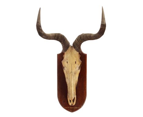 Antlers/Horns: A Set of Coke's Hartebeest Horns and Sambar Antlers, circa 1900, a set of adult Coke's Hartebeest horns on upp
