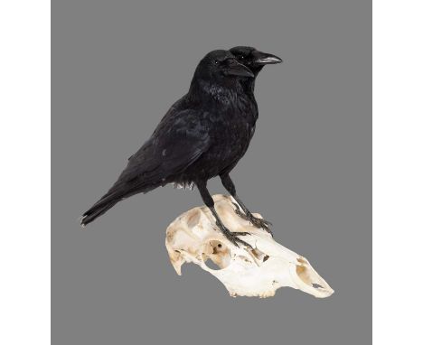 Taxidermy: A Two Headed Crow on Skull (Corvus corax), modern, a physically adapted full mount two headed Crow, mounted upon a