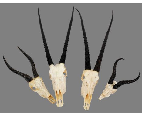 Antlers/Horns: A Collection of African Game Trophies, modern, South Africa, to include - two sets of large adult male Oryx ho