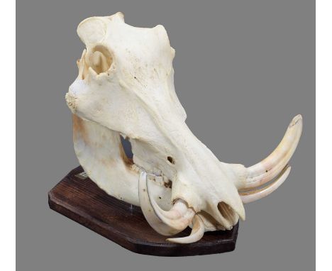 Skulls/Anatomy: A Common Warthog Skull (Phacochoerus africanus), dated 07th August 2011, Kirkwood, South Africa, a large comp