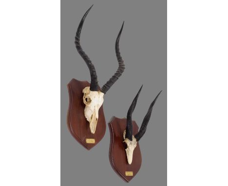 Antlers/Horns: South African Common Impala &amp; Bushbuck Game Trophies, dated 2003, Zimbabwe, South Africa, Common Impala bu