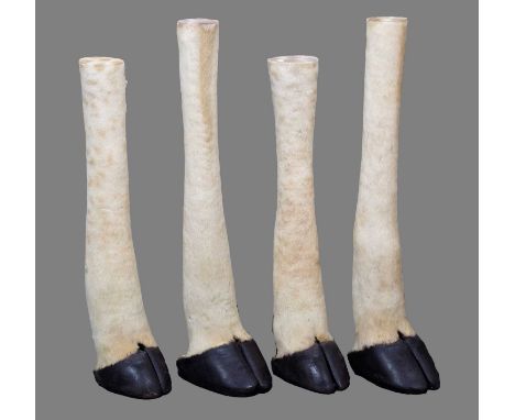 Taxidermy: South African Giraffe Legs (Giraffa giraffa), circa 1998, South Africa, four mounted adult lower legs, two 70cm hi