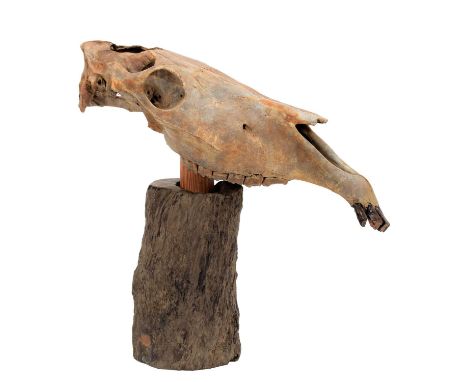 Skulls/Anatomy: A Horse Skull on Stand (Equus ferus caballus), circa early 20th century, an adult Horse upper skull, mounted 