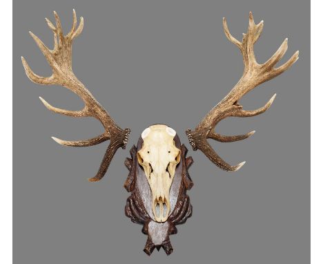 Antlers/Horns: European Red Deer (Cervus elaphus), a large set of adult stag park deer cast antlers, 24 points (13+11), toget