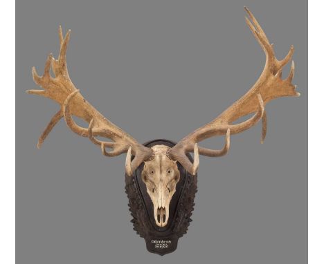 Antlers/Horns: A Large Set of Red Deer Antlers (Cervus elaphus hippelaphus), dated 1936, Romania, a large well formed set of 