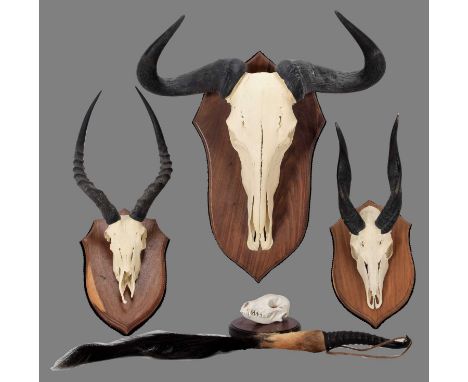 Antlers/Horns: A Collection of African Game Trophies, circa 1998, South Africa, to include - Blue Wildebeest adult female hor