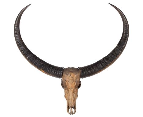 Antlers/Horns: Assam Water Buffalo (Bubalus arnee), circa 1852, Assam Northern India, a very large set of adult bull horns on