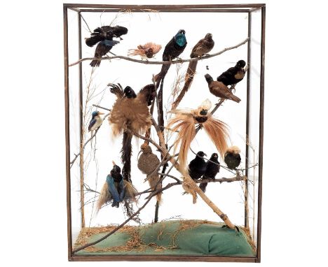 Taxidermy: A Large Cased Diorama of Birds of Paradise Native to New Guinea, circa 1880-1900, attributed to Rowland Ward, " Th