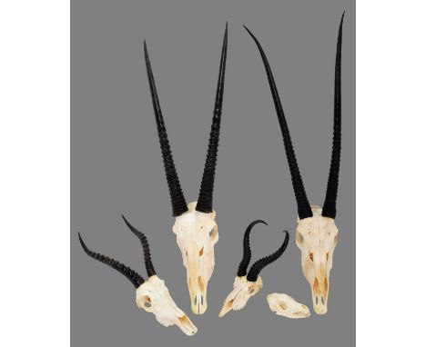 Antlers/Horns: A Collection of African Game Trophies, modern, South Africa, to include - two sets of large adult male Oryx ho