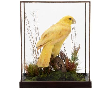 Taxidermy: A Cased Reproduction Yellow Kākāpō (Strigops habroptilus), modern, a superbly composed reproduction of a very rare