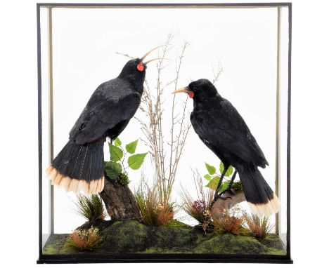 Taxidermy: A Cased Reproduction Pair of Extinct New Zealand Huia Birds (†Heteralocha acutirostris), modern, a superb pair of 