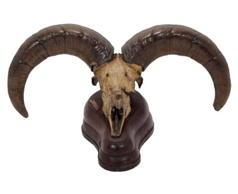 Antlers/Horns: Blue Sheep or Bharal (Pseudois nayaur nayaur), circa 1855, Northern India, large adult ram horns on upper skul