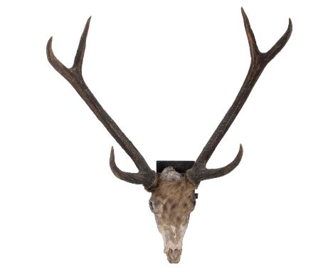 Antlers/Horns; Indian Sambar (Cervus unicolor niger), circa 1852, adult stag antlers on cut upper skull cap, with heavy pearl