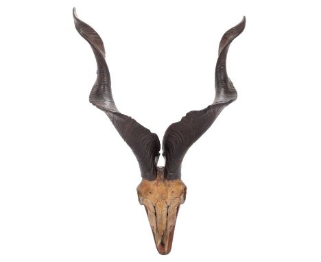 Antlers/Horns: Astor Markhor (Capra falconeri falconeri), circa 1896, Kashmir, Northern India, adult male horns on upper skul