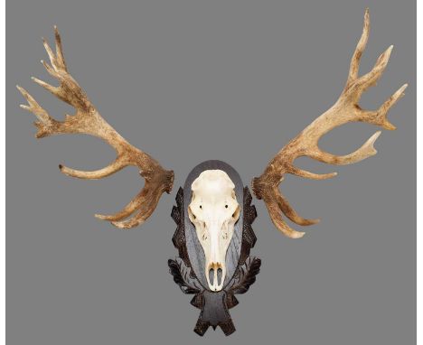 Antlers/Horns: European Red Deer (Cervus elaphus), a large set of adult stag park deer cast antlers, 26 points (13+13), toget