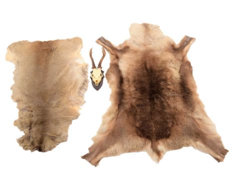 Skins/Hides: European Reindeer &amp; Roebuck Hides, modern, a young adult Reindeer hide, 127cm by 72cm, a young adult Roebuck