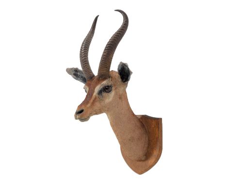 Taxidermy: Southern Gerenuk (Litocranius walleri), circa early 20th century, attributed to Army &amp; Navy Stores, Naturalist