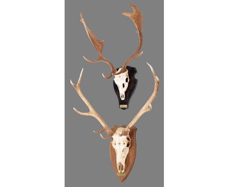 Antlers/Horns: Fallow &amp; Red Deer Antlers (Dama dama/ Cervus elaphus), circa early 21st century, a good set of adult buck 
