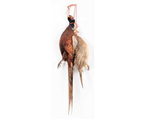 Taxidermy: A Brace of Ring-necked Pheasants (Phasianus colchicus), circa 21st century, by A.J. Armitstead, Taxidermist &amp; 