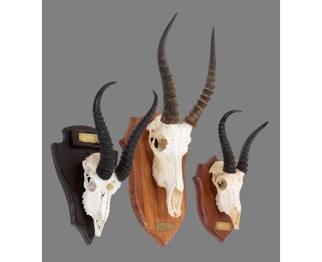 Antlers/Horns: South African Springbok &amp; Blesbok Game Trophies, dated 2004 &amp; 2006, South Africa, adult male Blesbok h