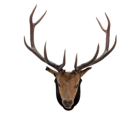 Taxidermy: Hangul or Kashmir Deer (Cervus elaphus hanglu), dated 06th Sept 1863, Wurdwan Valley Kashmir, India, adult stag he