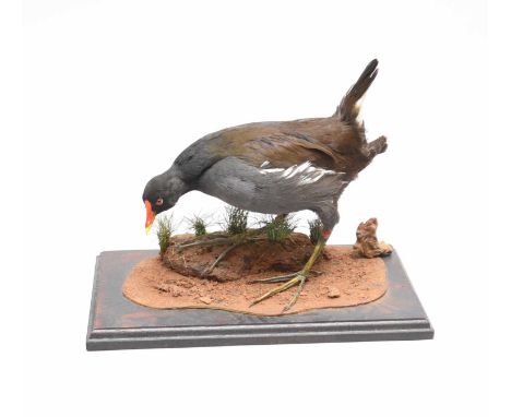 Taxidermy: a common Moorhen, Gallinula chloropus, on a marshland setting with rectangular wooden stand, 27cm long (stand 36cm