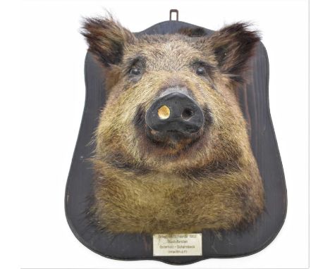 Taxidermy: a mounted head of a Wild Boar, Sus Scrofa, with mouth closed and glass eyes, set on a shield-shape wood panel with