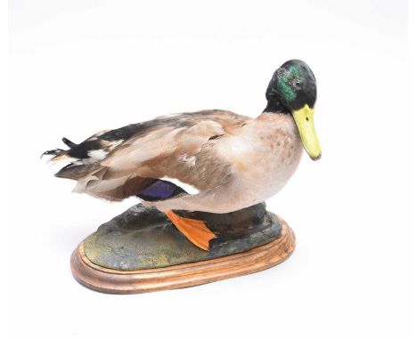 Taxidermy: a Mallard Drake, Anas platyrhynchos, perched on a rocky setting with a rounded wood stand, 37cm long (stand 30cm).