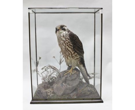 CHARLES KIRK, EDINBURGH Immature Peregrine Falcon modelled on a rocky naturalistic base, in a glazed display case, the front 