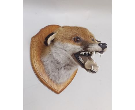 A FOX MASK modelled open mouthed, mounted on a light oak shield 