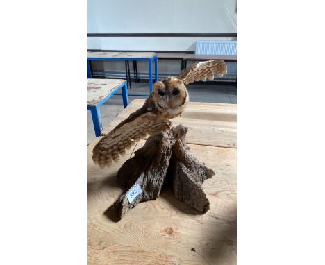  Sale Item:    OWL IN FLIGHT ON WOODEN STAND (AF)  Vat Status:   No Vat   Buyers Premium:  This lot is subject to a Buyers Pr