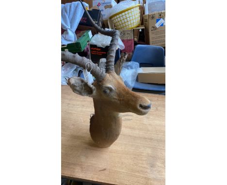  Sale Item:    ANTELOPES HEAD (AF)   Vat Status:   No Vat   Buyers Premium:  This lot is subject to a Buyers Premium of 15% +