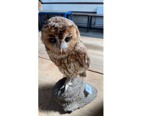  Sale Item:    OWL &amp; SQUIRREL ON WOODEN STANDS (AF)  Vat Status:   No Vat   Buyers Premium:  This lot is subject to a Buy