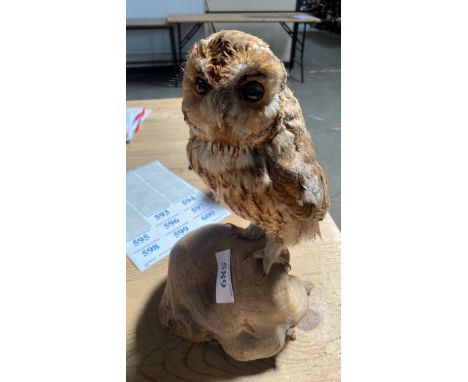  Sale Item:    OWL ON WOODEN STAND (AF)   Vat Status:   No Vat   Buyers Premium:  This lot is subject to a Buyers Premium of 