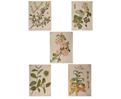 Botanical &amp; natural history interest. A collection of five German continental vintage 20th century circa 1970s paper on w