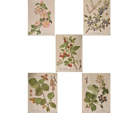 Botanical &amp; natural history interest. A collection of five German vintage 20th century circa 1960s paper on woven back bo
