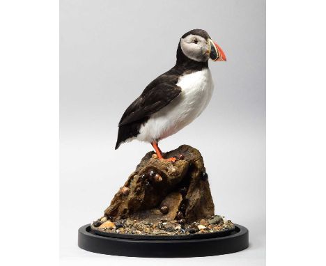 Taxidermy: Atlantic Puffin (Fratercula arctica), dated 2023, by Robert Ellis, Taxidermy, Essex, a high-quality full mount adu