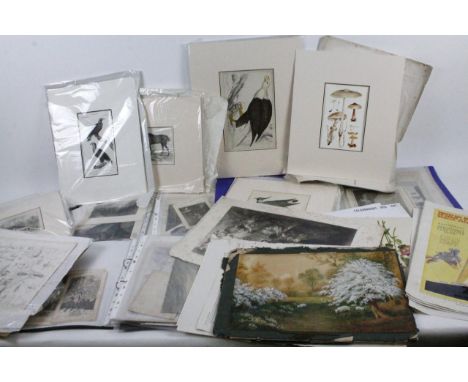 Various bookplates, prints, hunting scenes, insects, etc. (a large quantity, various dimensions)