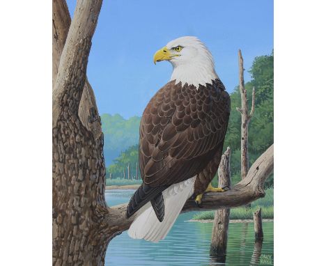 Chuck Ripper (American, B. 1929) "American Bald Eagle Perched on Branch" Signed lower right. Original Gouache painting on Ill