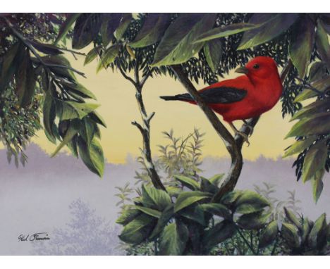 Kirk Stirnweis (Colorado, New Hampshire, B. 1967) "Scarlet Tanager" Signed lower left. Original Oil painting on Illustration 