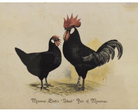 Coloured print of a cockerel and hen, Minorca Clubs 'Ideal' pair of Minorcas, after Ludlow, 31cm x 42cm  