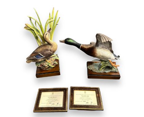 Royal Worcester, a Royal Worcester model of Mallard Male, modelled by Ronald van Ruyckevelt, printed marks, complete with fra