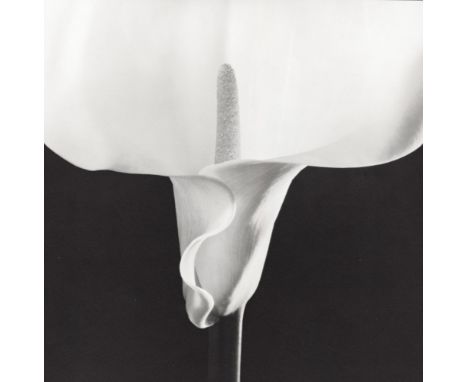 Artist: Robert Mapplethorpe (American, 1946 - 1989). Title: "Calla Lily [1988]". Medium: Original vintage photogravure. Date: