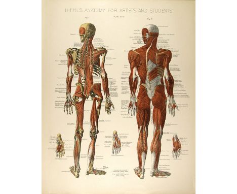 Artist: Conrad Diehl (American, 1845 - 1933). Title: "Diehl's Anatomy for Artists and Students - Plate 4". Medium: Original v